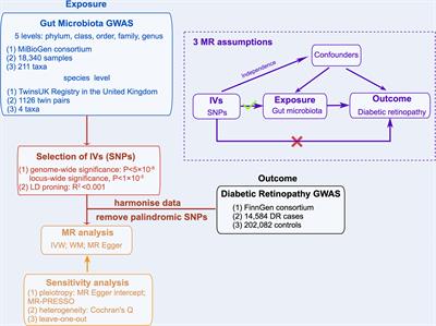 Causal effects of gut microbiota on diabetic retinopathy: A Mendelian randomization study